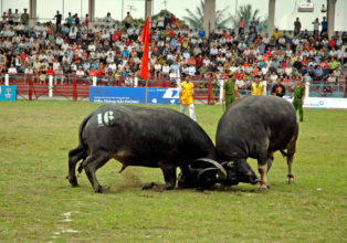 Combats de buffles