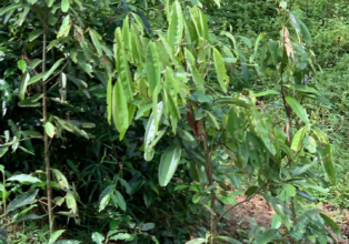 🌿 Le parfum du Vietnam : à la découverte des forêts de cannelle