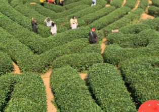 🌿 La beauté envoûtante des collines de thé de Mộc Châu